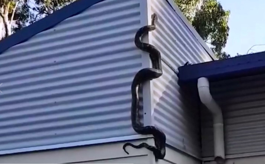 Homem divide sua casa com cobra píton de três metros   