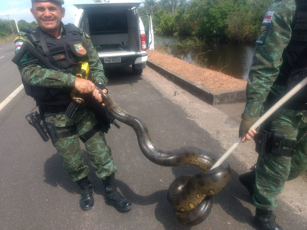 Sucuri de 3 metros é flagrada próximo a conjunto residencial em Manaus