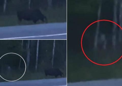 Criatura sinistra é flagrada à beira da estrada e deixa família intrigada