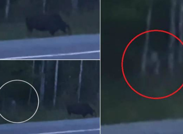 Criatura sinistra é flagrada à beira da estrada e deixa família intrigada