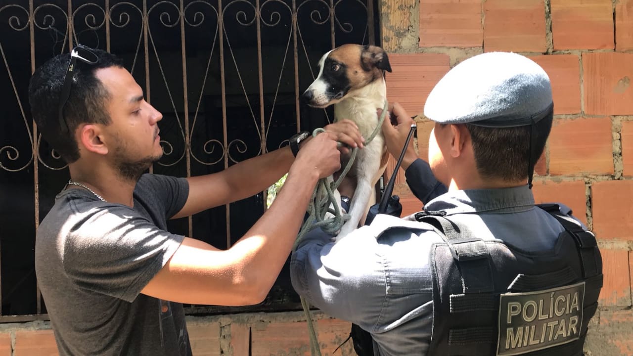 Cachorros sobrevivem a maus-tratos e são resgatados entre 'carcaças' em Manaus