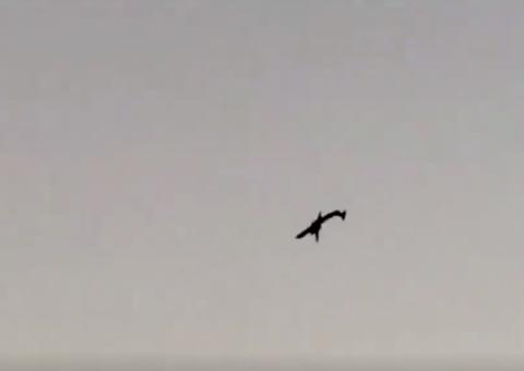 Avião sem passageiros é roubado de aeroporto e cai minutos após decolagem nos EUA