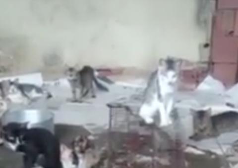 Amarrados em gaiolas e desnutridos, mais de cem animais são encontrados em Manaus