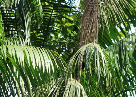 Tucano prende os pés em linha de papagaio e é resgatado por bombeiros em Manaus