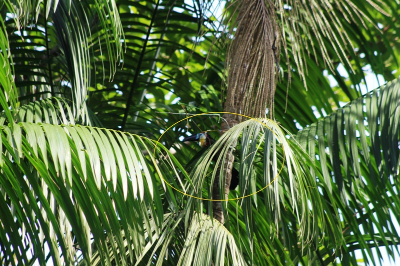 Tucano prende os pés em linha de papagaio e é resgatado por bombeiros em Manaus