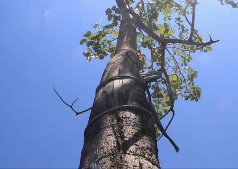 Mudas de ipês são repostas após envenenamento das anteriores na Djalma Batista