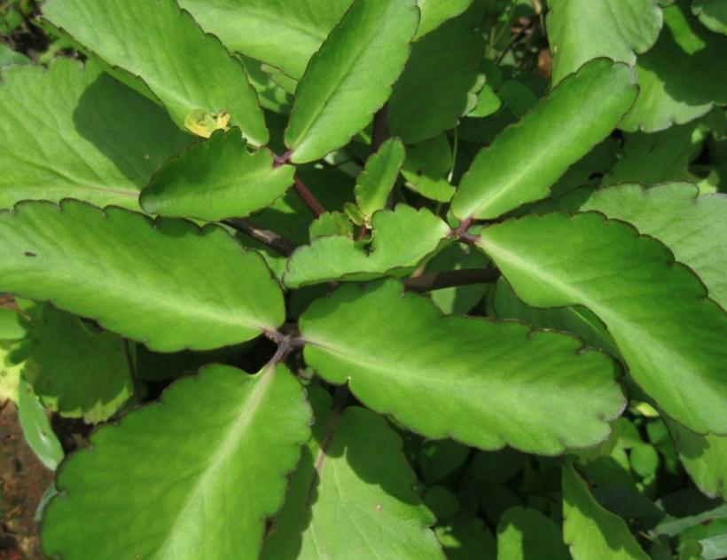 Sumo de planta é poderoso aliado na cura de inflamações no útero e ovário. Saiba mais