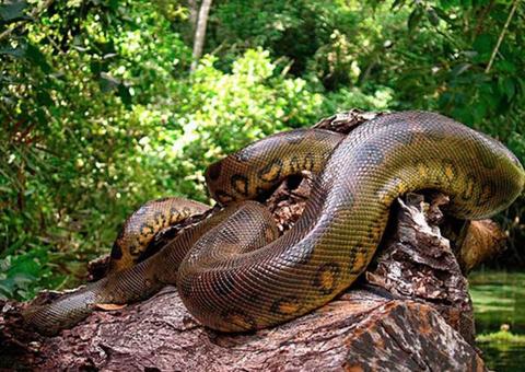 Evento promove discussão sobre tecnologia e meio ambiente