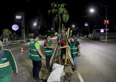 Após envenenamento, novas mudas de ipês são plantadas na Djalma Batista
