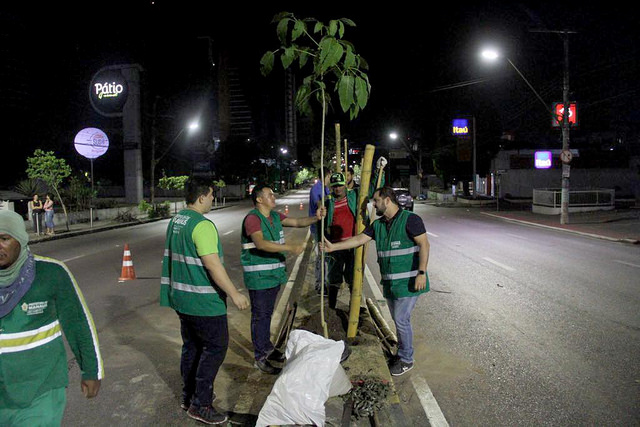 Após envenenamento, novas mudas de ipês são plantadas na Djalma Batista
