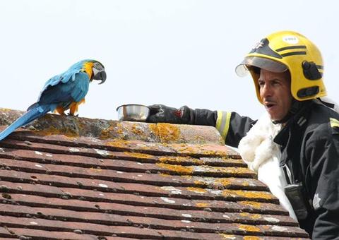Bombeiro tenta resgatar arara de telhado e ave manda 'se fu***'