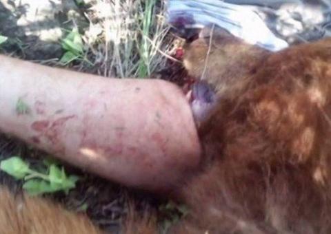 Homens arrancam cabeça de urso para liberar perna mordida de homem