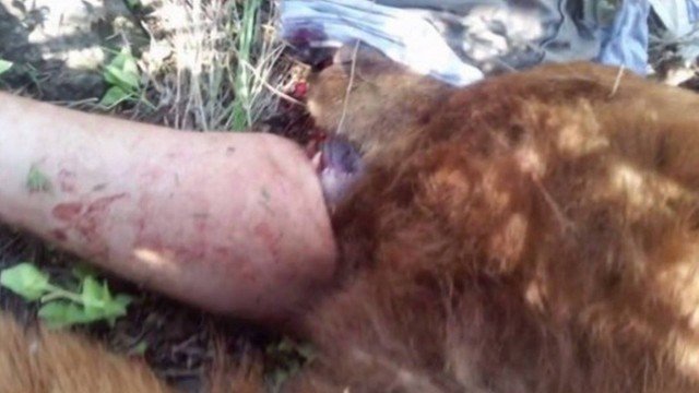 Homens arrancam cabeça de urso para liberar perna mordida de homem