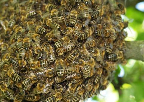 Homem morre após ser atacado por abelhas durante visita a familiares