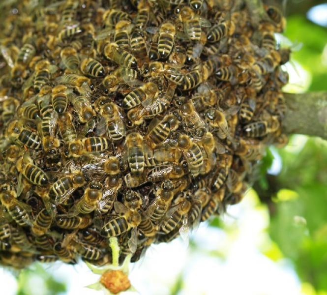 Homem morre após ser atacado por abelhas durante visita a familiares