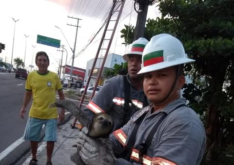 Bicho-preguiça é resgatado de fios de alta tensão em Manaus
