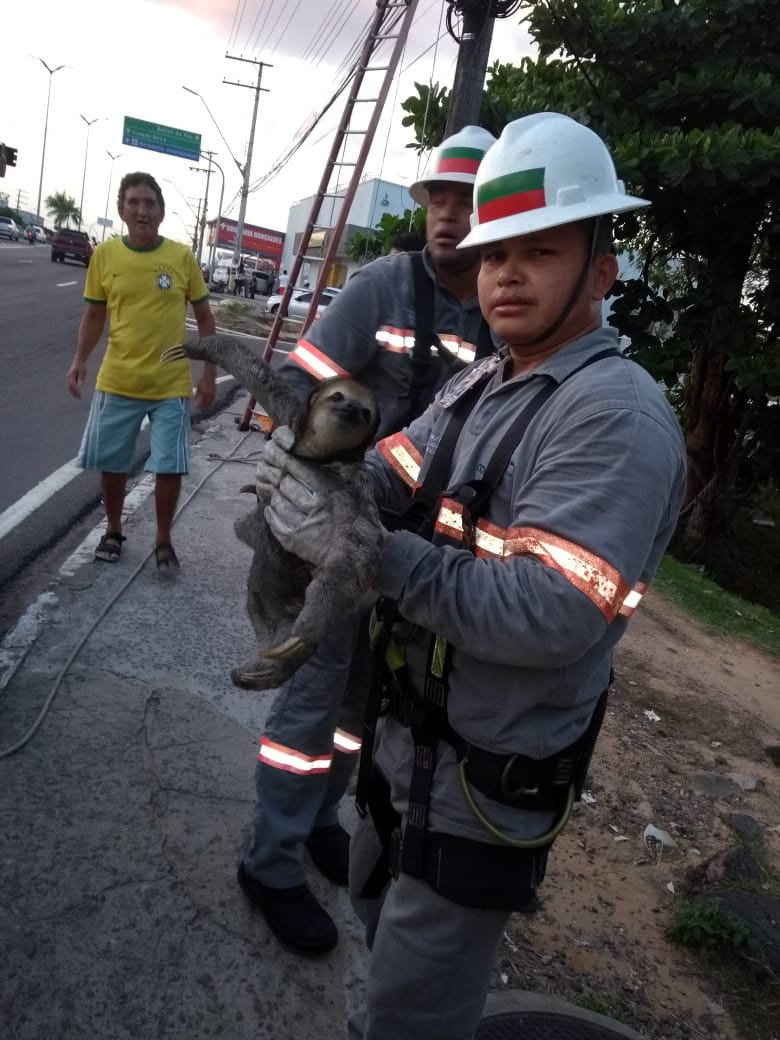 Bicho-preguiça é resgatado de fios de alta tensão em Manaus
