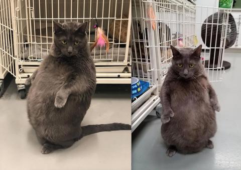 Imagens de gato acima do peso disponível para adoção viraliza na internet