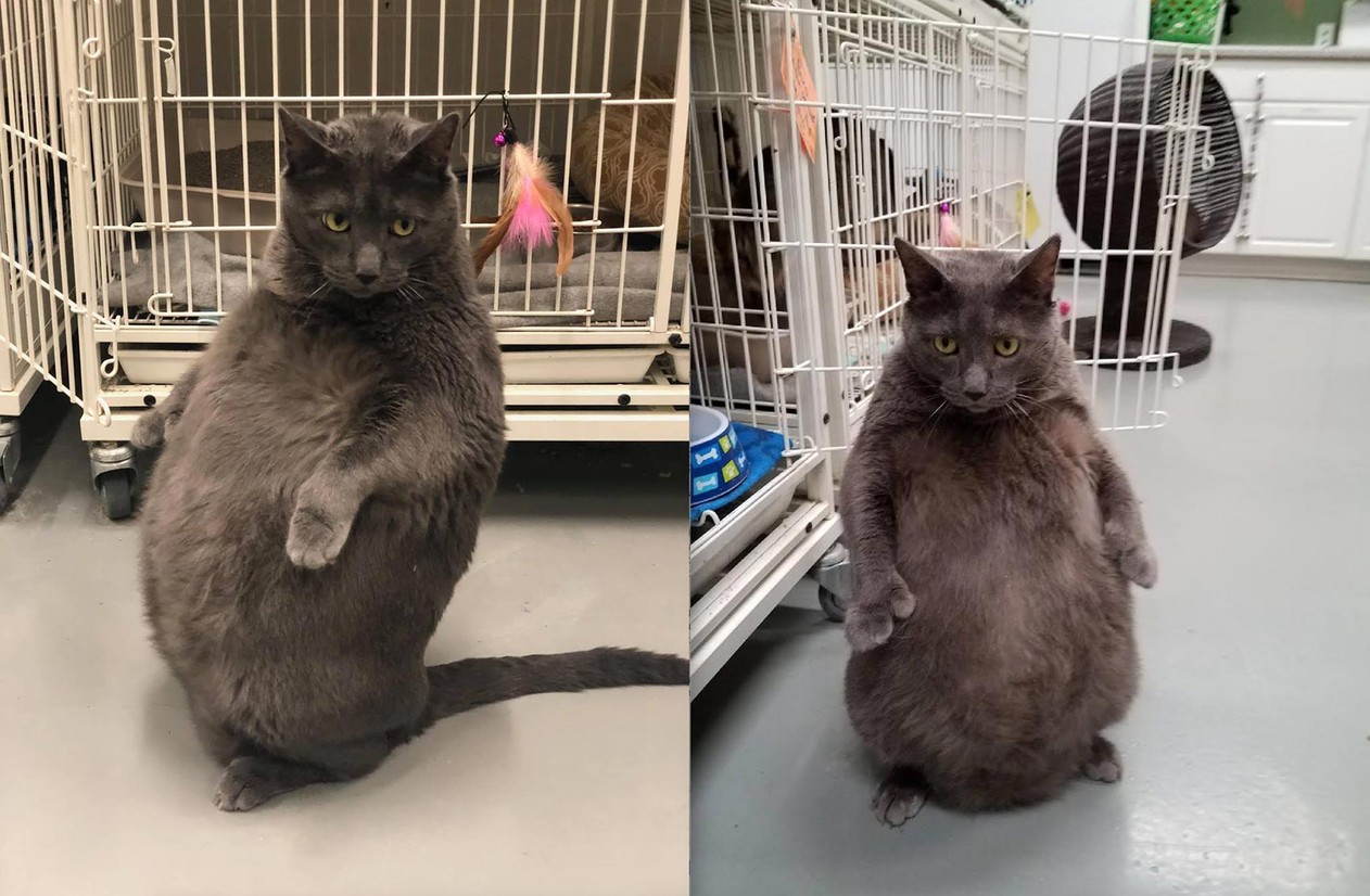 Imagens de gato acima do peso disponível para adoção viraliza na internet