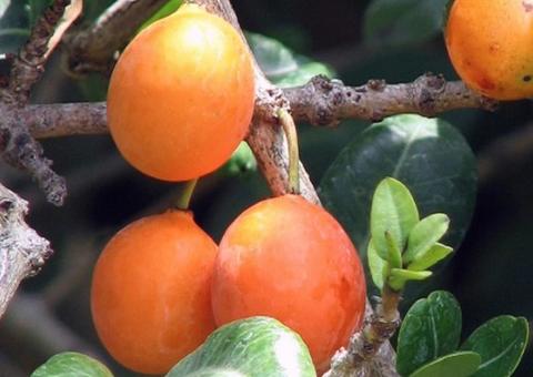 Espécie de cajá é antioxidante e pode ser usado em tratamento contra câncer