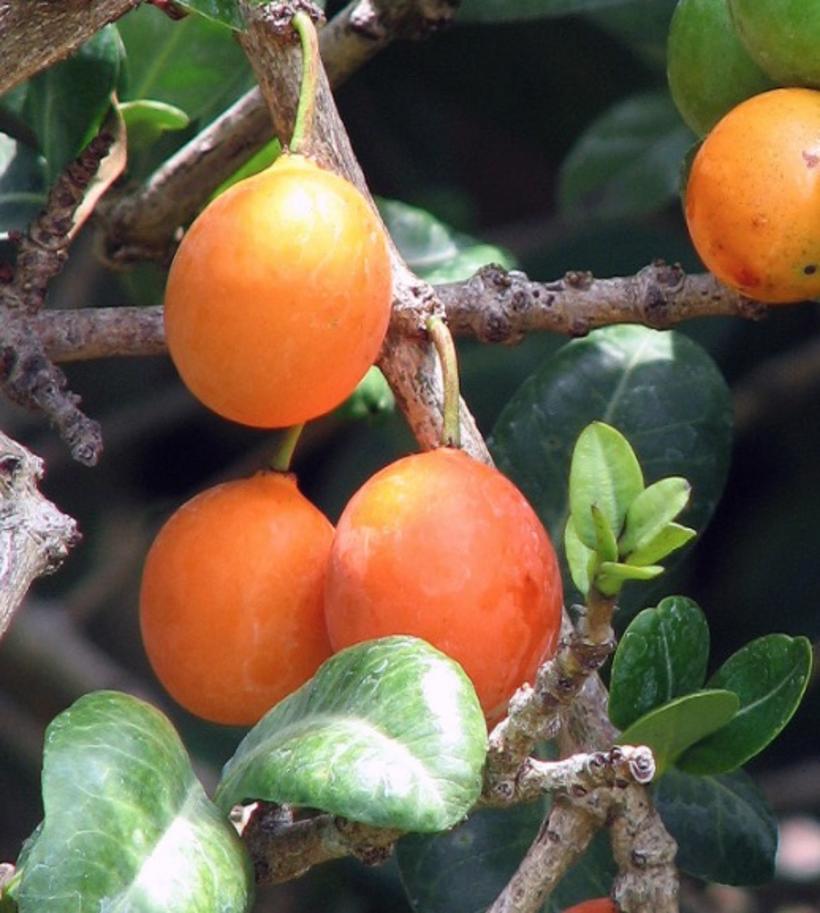 Espécie de cajá é antioxidante e pode ser usado em tratamento contra câncer