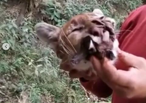Caçadores matam onça ameaçada de extinção e exibem cabeça em vídeo nas redes sociais