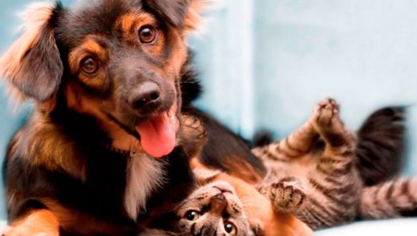 Shopping em Manaus sedia feira de adoção de animais neste sábado