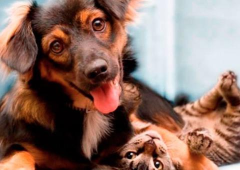 Shopping em Manaus sedia feira de adoção de animais neste sábado