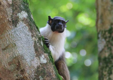 12 propostas são aprovadas para eleger o nome do mascote Sauim-de-Manaus