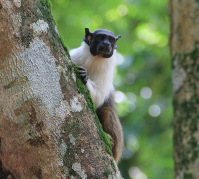 12 propostas são aprovadas para eleger o nome do mascote Sauim-de-Manaus