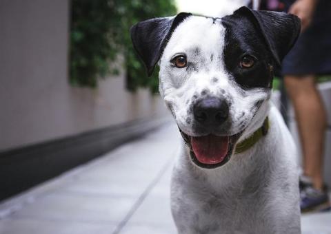 Desfile e feira de adoção de cães vai movimentar shopping em Manaus