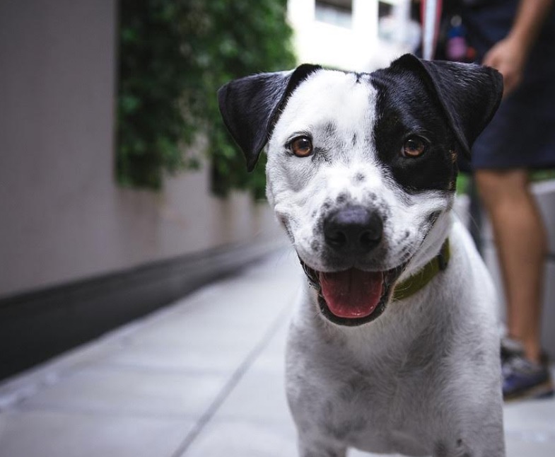 Desfile e feira de adoção de cães vai movimentar shopping em Manaus