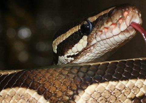 Pai salva filha bebê de ser engolida por cobra píton gigante