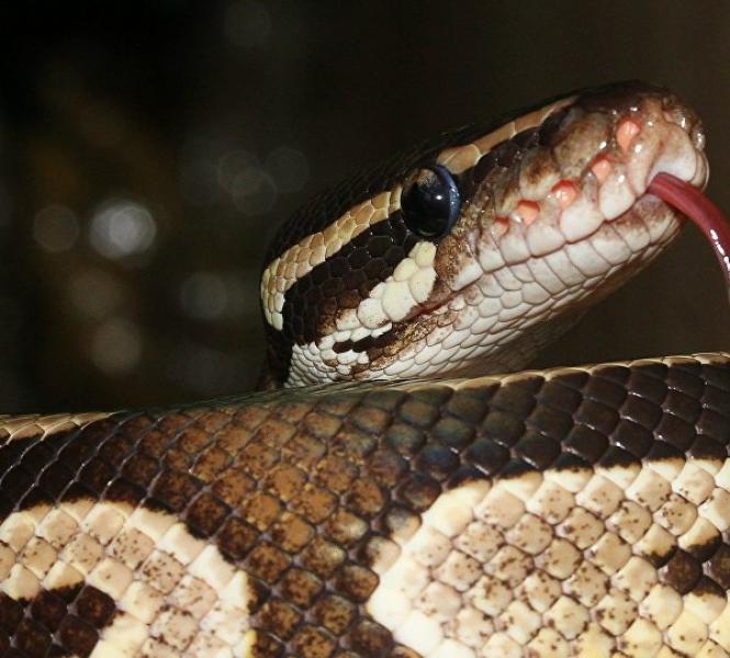 Pai salva filha bebê de ser engolida por cobra píton gigante