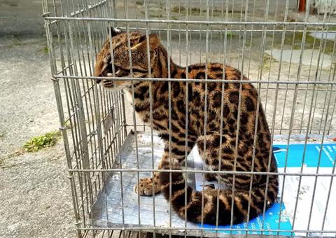 Jaguatirica é capturada após entrar em casa e assustar moradores