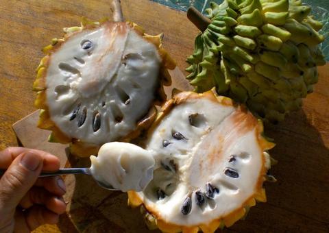 Biribá é um forte aliado contra o câncer e fortalece os ossos, conheça mais benefícios