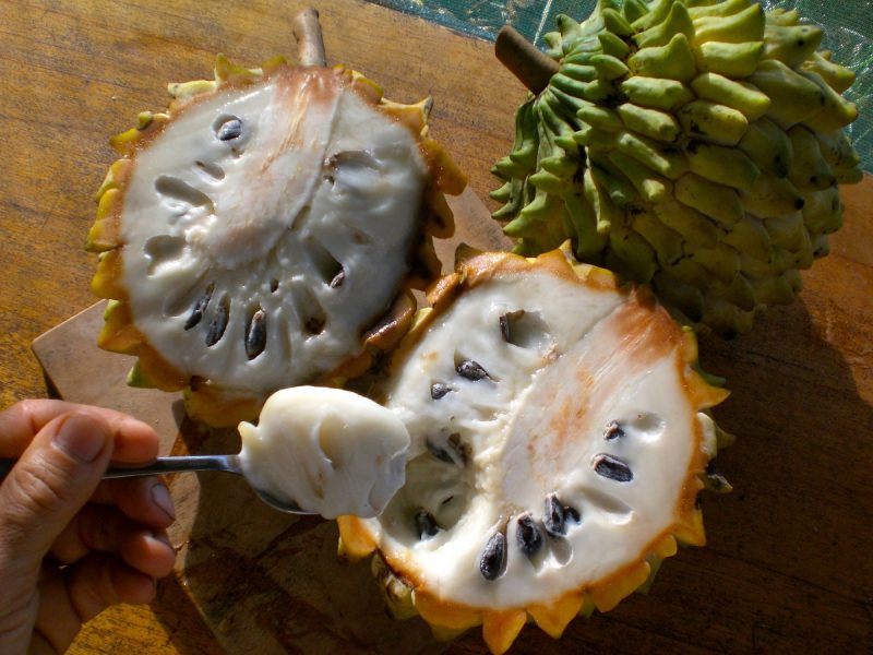 Biribá é um forte aliado contra o câncer e fortalece os ossos, conheça mais benefícios