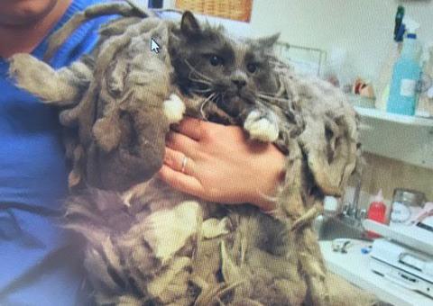 Gato é abandonado com 10 kg e pelo emaranhado nos EUA