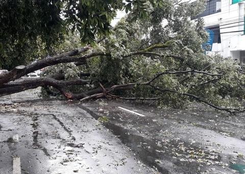 Tombamento de árvore e acidente deixam trânsito caótico em Manaus