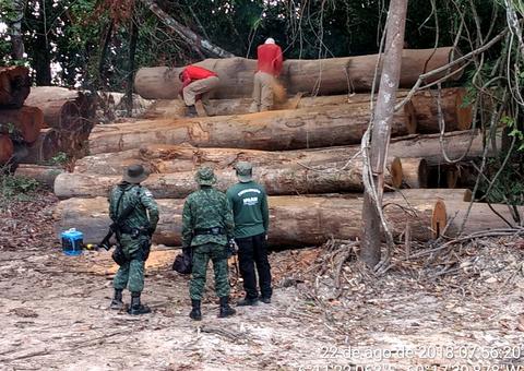 Ipaam apreende 810 metros cúbicos de madeira e aplica multa de R$ 1 milhão