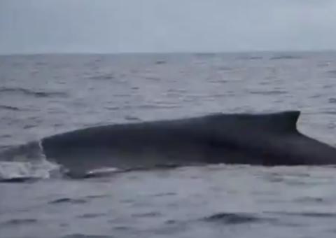 Baleia jubarte é flagrada nadando sem cauda e sobrevivência é um mistério
