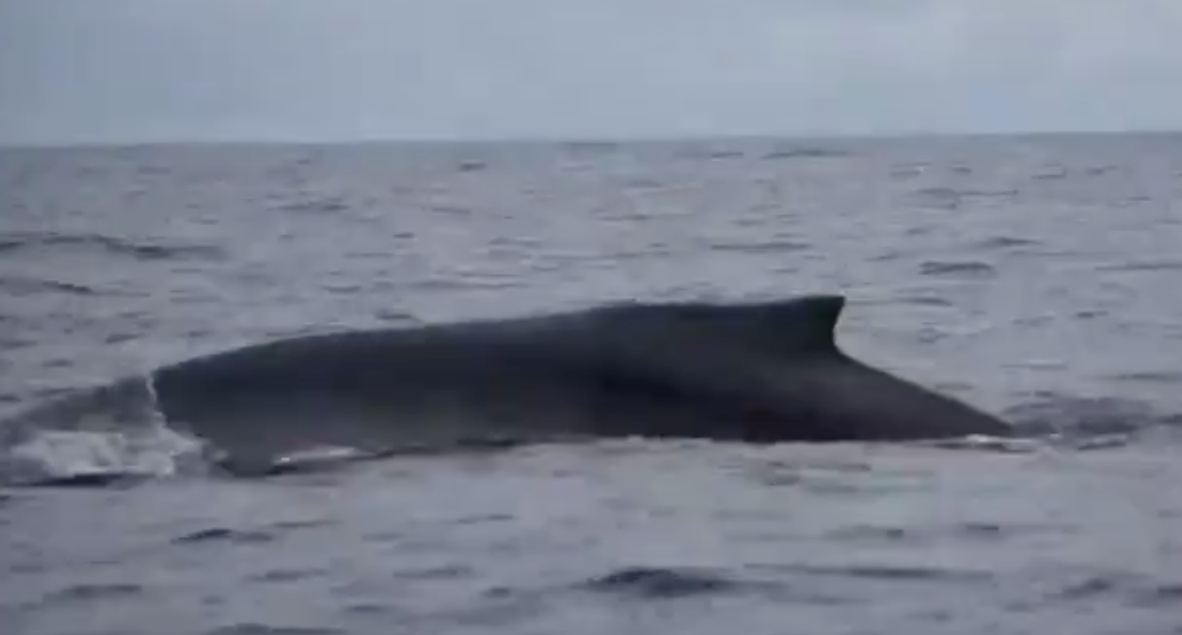 Baleia jubarte é flagrada nadando sem cauda e sobrevivência é um mistério