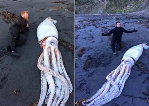 Lula gigante aparece em praia e choca pelo tamanho