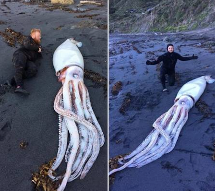 Lula gigante aparece em praia e choca pelo tamanho