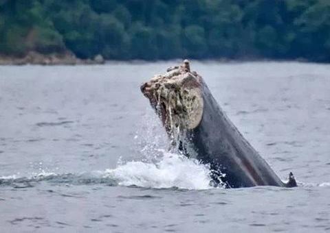 Baleia é flagrada nadando sem a cauda