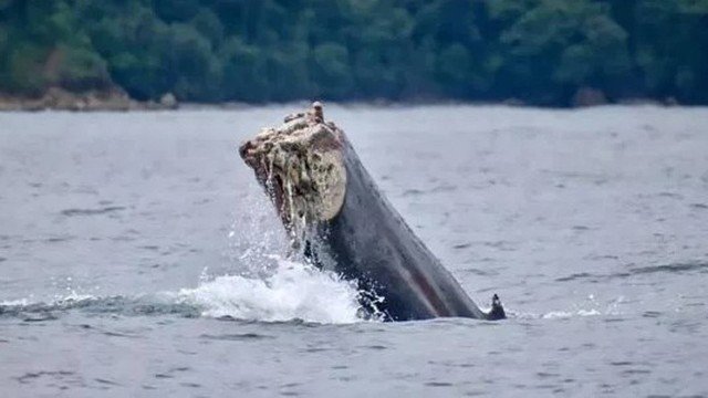Baleia é flagrada nadando sem a cauda