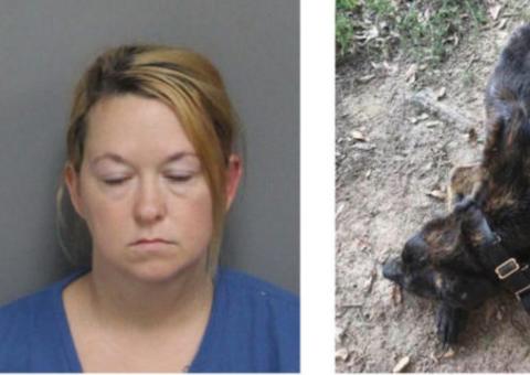 Para se vingar do ex, mulher deixa cão sem comer por um mês 