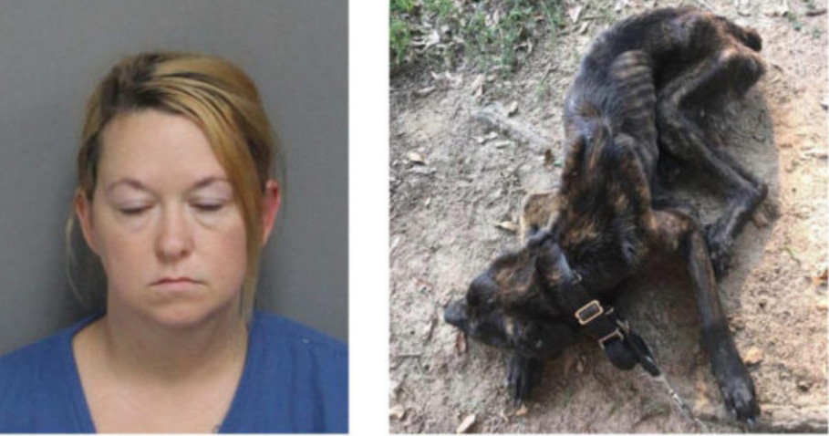 Para se vingar do ex, mulher deixa cão sem comer por um mês 