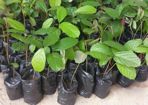 Projeto Pedágio Ambiental faz doação de mudas nessa quarta-feira em Manaus