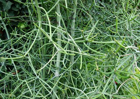 Leite de planta pode ser usado contra verrugas e abcessos na pele